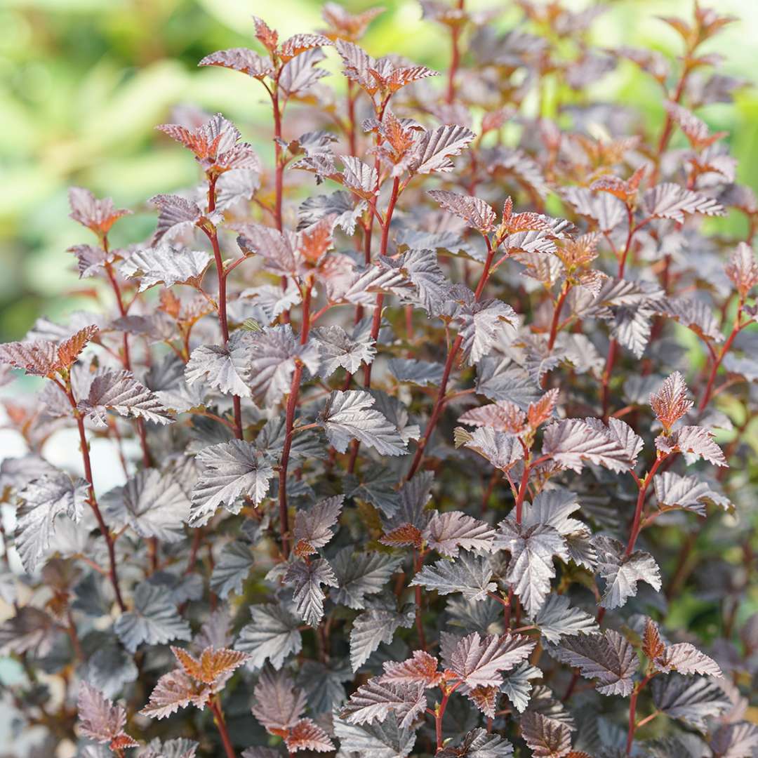 Close up of burgundy Summer Wine Black Physocarpus foliage